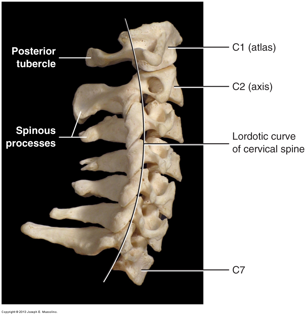 Introduction to (overview of) the cervical spine of the neck